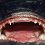 Close up of fish mouth with sharp teeth